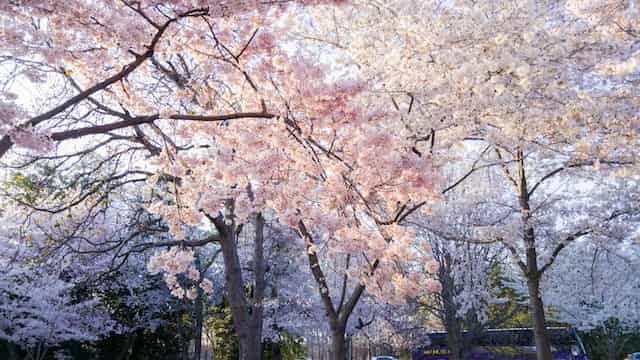 恋の季節は冬なのか春なのか、迷いながら見る桜