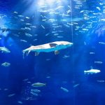 定番デートを攻略!水族館デートの楽しみ方を徹底解説!付き合う前の初デートでも成功デートにするために