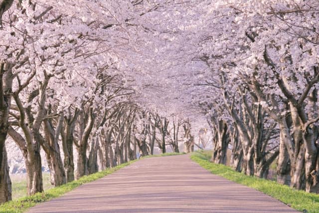 付き合う前のお花見デートにおすすめの桜並木